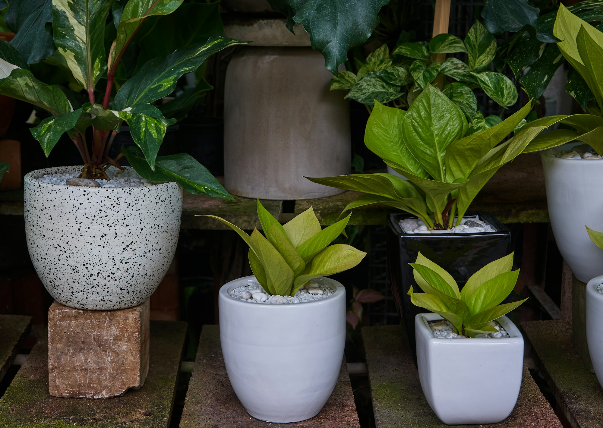 The plants in the large white pots